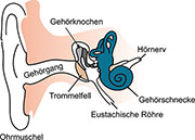 Bild 2: Die Anordnung des menschlichen Hörorgans