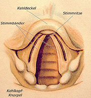 Bild 1: Ansicht der menschlichen Stimmorgane