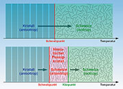 Bild 2: Flüssigkristalle gehen bei Erwärmung nicht direkt aus der anisotropen kristallinen Phase in die isotrope Flüssigphase über, sondern machen den Zwischenschritt über die anisotrope Schmelze.